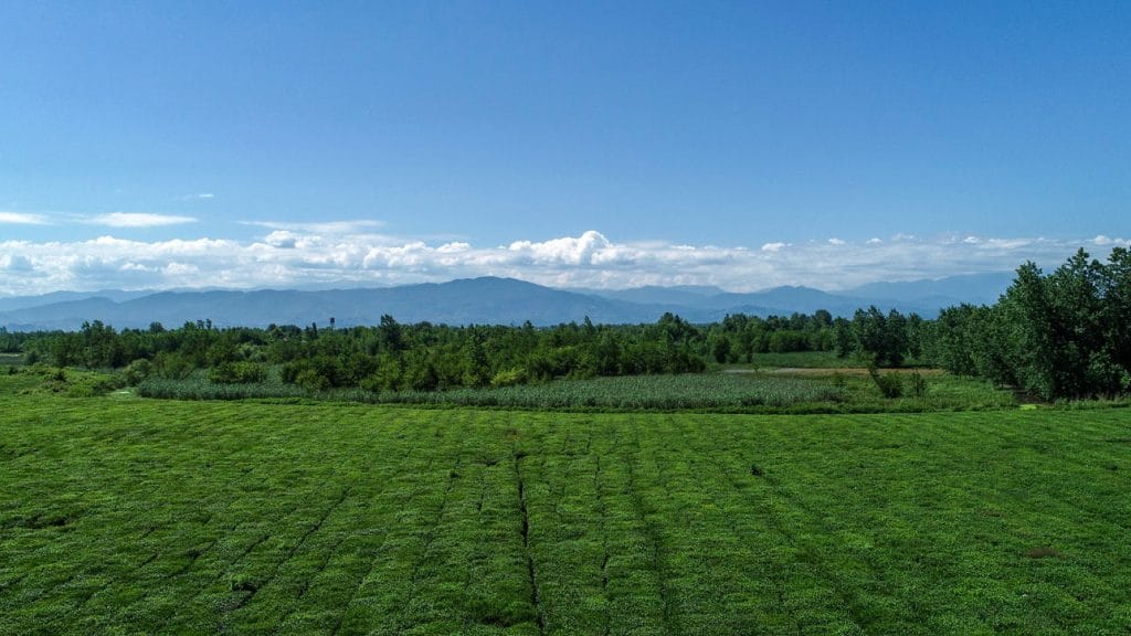 تصویر از باغات لاهیجان، یکی از مزاع تامین برگ سبز چای رفاه لاهیجان