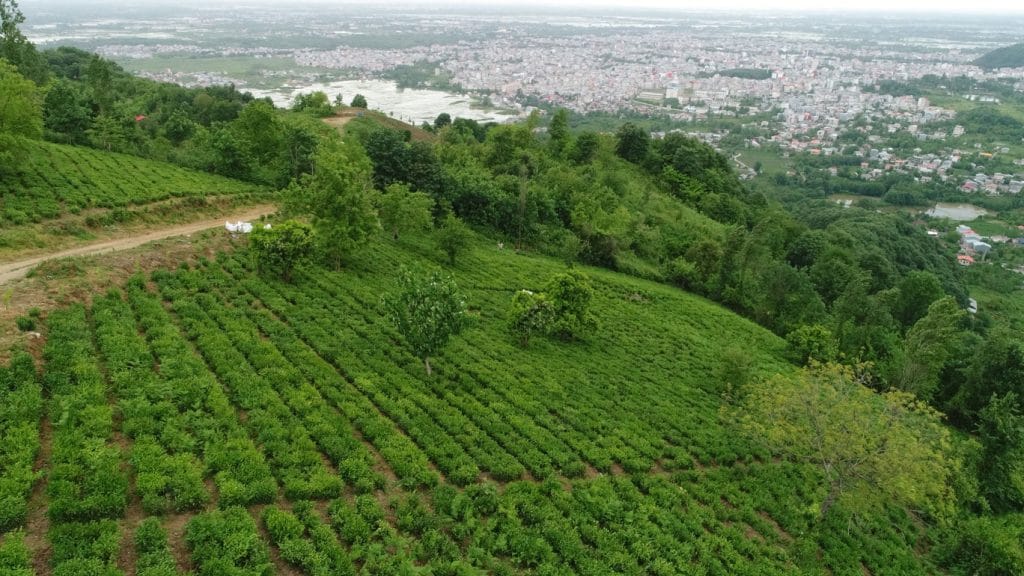 خرید آنلاین چای بهاره لاهیجان