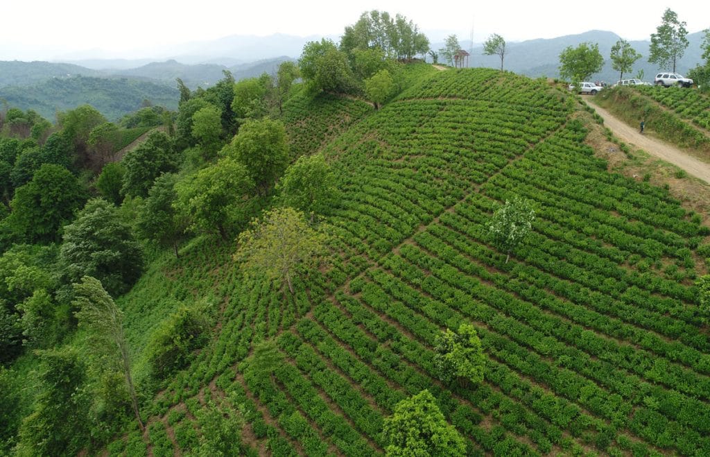 تصویر از باغات چای رفاه واقع در ارتفاعات سوستان - لاهیجان