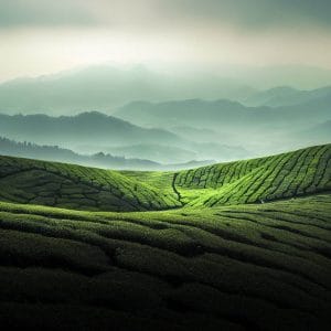 چای لاهیجان