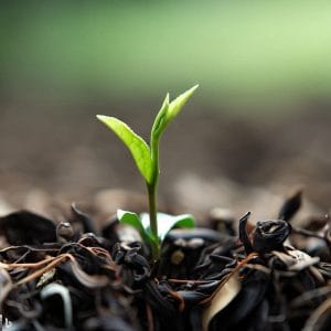 استفاده از تفاله یا ضایعات چای