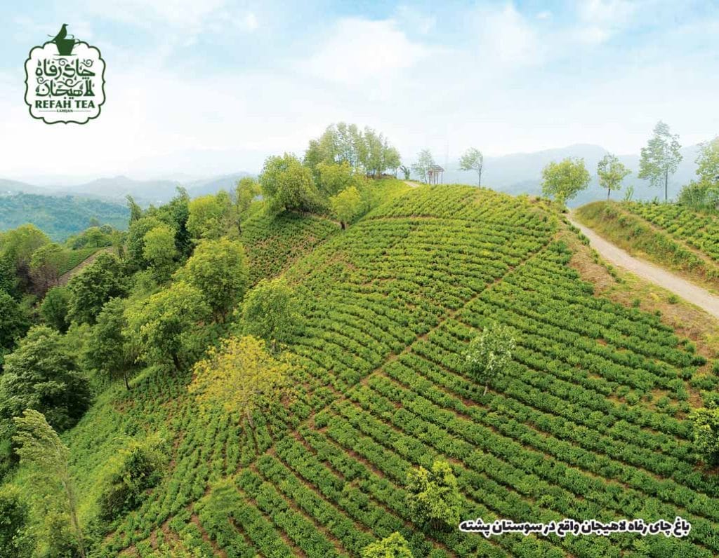 چای رفاه لاهیجان