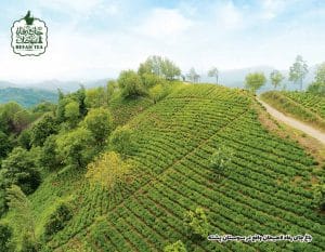 چای رفاه لاهیجان