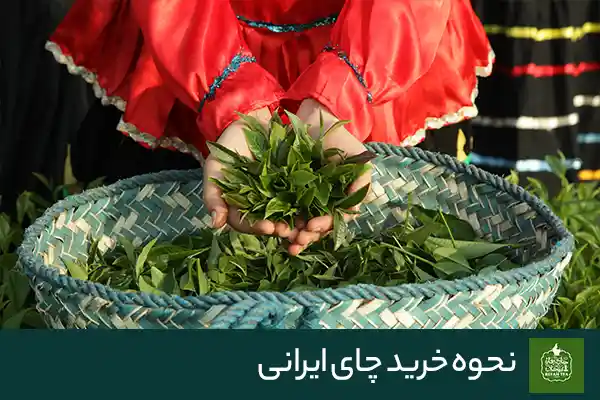 نحوه خرید چای ایرانی