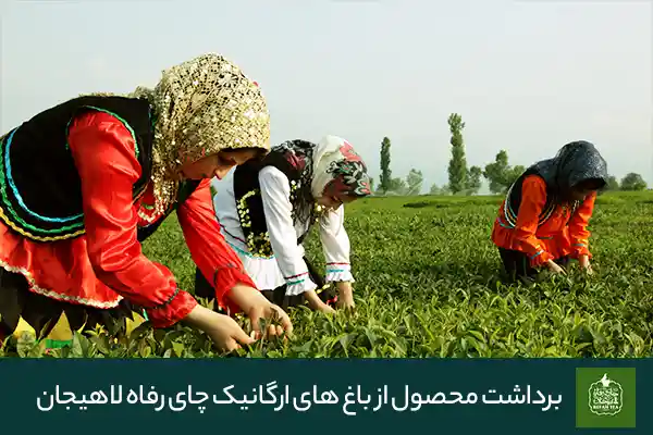 بهترین برند چای ایرانی: چای رفاه لاهیجان