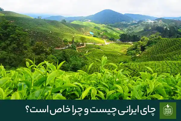 چای ایرانی چیست و چرا خاص است؟