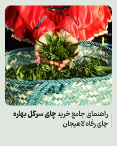 راهنمای جامع خرید چای سرگل بهاره رفاه لاهیجان
