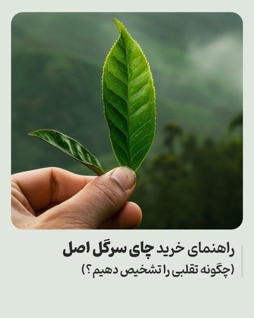 راهنمای خرید چای سرگل بهاره اصل (چگونه تقلبی را تشخیص دهیم؟)