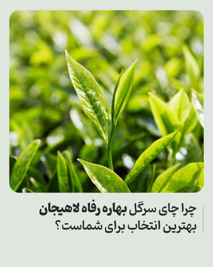 چرا چای سرگل بهاره رفاه لاهیجان بهترین انتخاب برای شماست؟ خرید چای سرگل بهاره